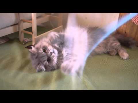 Cat Mauro Life - Playing