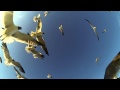 Feeding The Seagulls French Fries