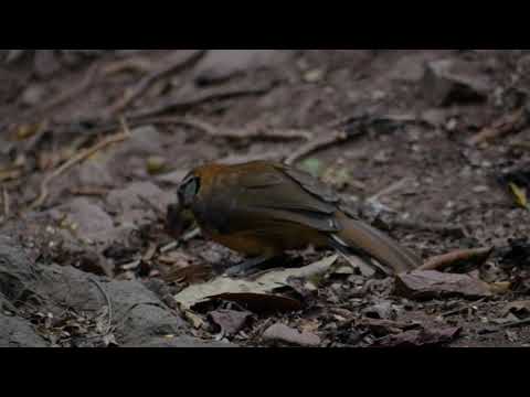 Sojkovec golierový (Pterorhinus pectoralis) — video o speve a chove