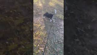 Video preview image #1 Beagle Puppy For Sale in Dunnellon, FL, USA