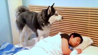 Husky tries to wake up his boy