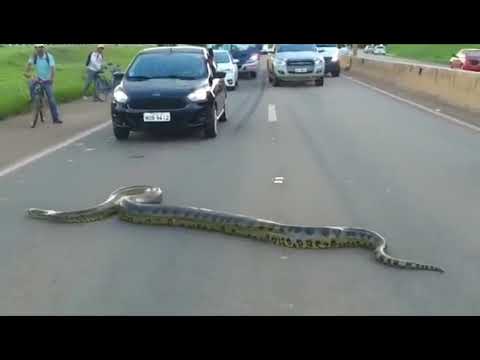 В Бразилию - ни ногой!