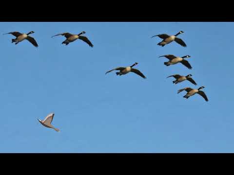 TRABAJO EN EQUIPO, EL VUELO DE LOS GANSOS.