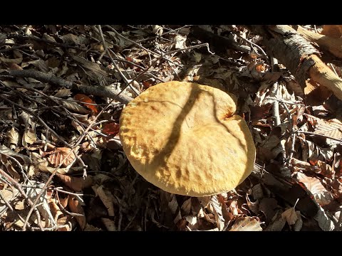 GLJIVE NAŠIH ŠUMA - Septembarski vrganj