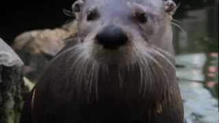 WWT: Adopt an otter