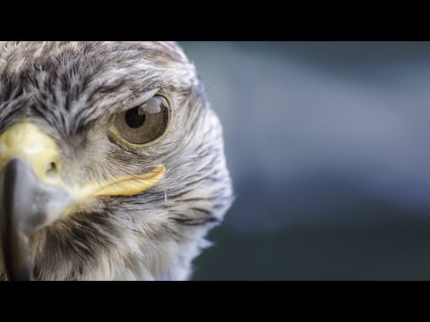 Pigeon repellent sound 🔊