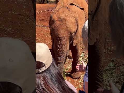Quick Tips for Visiting Nairobi Kenya #shorts #nairobi #kenya