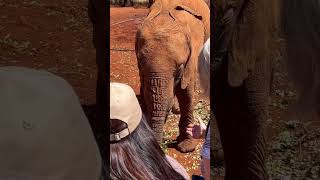 Quick Tips for Visiting Nairobi Kenya #shorts #nairobi #kenya