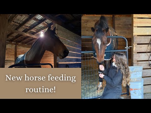 New horse feeding routine!