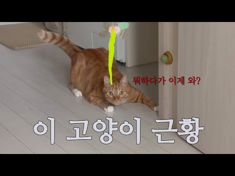 vlog | 고양이는 유튜브 하고 싶었는데 집사 때문에 못했던 건에 대해서...