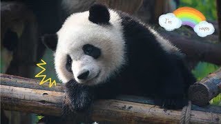【Panda Theme】The Higher You Climb, the More It&#39;ll Hurt When You Fall! So Pitiful | iPanda