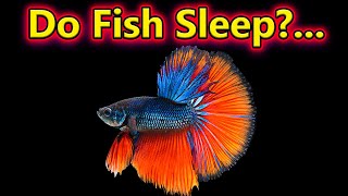 மீன் தூங்குமா?.. எப்போது தூங்கும்?.. Do Fish Sleep If So When Do They Sleep?.. / Fish Aquarium Tamil