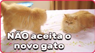 MEU GATO NÃO ACEITA O NOVO GATO - Gatil Hauser