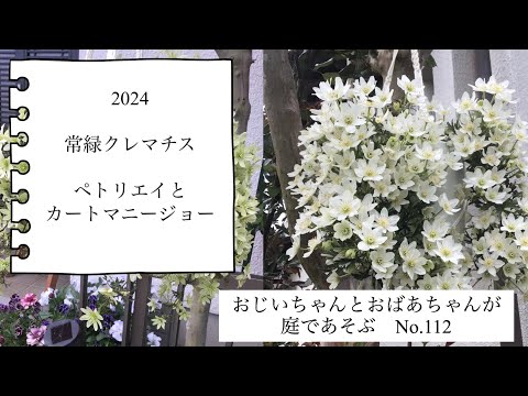 常緑クレマチス 植物