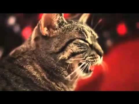 Não, Rock Progressivo