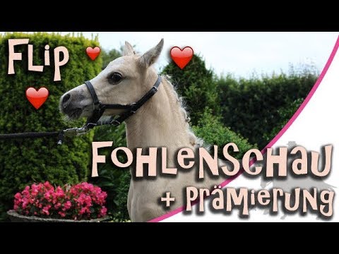 [FMA] Fohlenschau mit Flip & Beauty in Emstek + Prämie