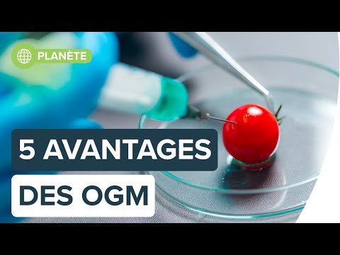 Les OGM sont-ils vraiment si mauvais ? | Futura
