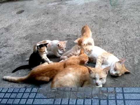 cute kitten16 -big cat steal milk