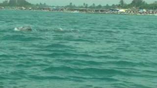 preview picture of video 'Delfines en Chachalacas Veracruz'