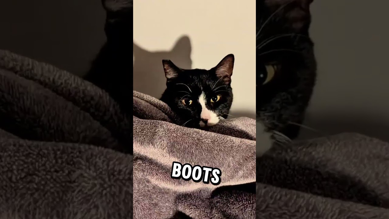 Enlarge Boots, a Adoptable mixed breed in New Orleans, LA video 1/1