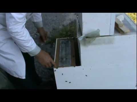 3. Matca din roinita este pregatita sa preia comanda familiei principale  3/4