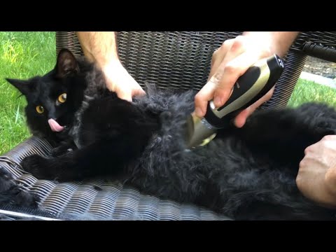 YouTube video about: What clipper blade is best for shaving cats?