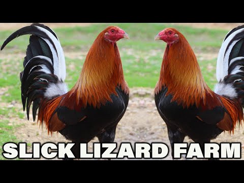 ALABAMA !!! Slick Lizard Farms - Beautiful Birds | Farm Visit