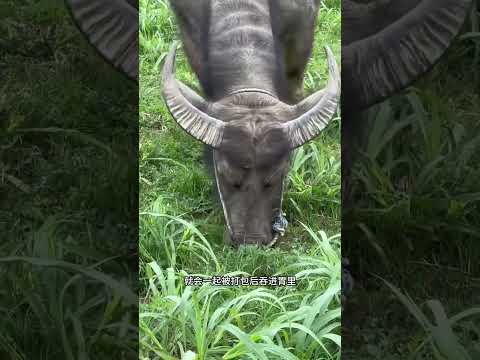为什么牛会把金属给吃进去？ #普及知识 #牛 #民间手艺 #这就是农村的生活