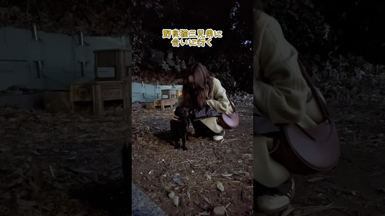 みんなが冬を越せますように🐈‍⬛#地域猫#保護活動#外猫