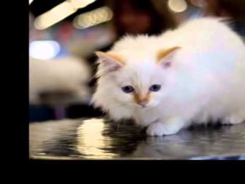 B I R M A N I A N  - C A T S