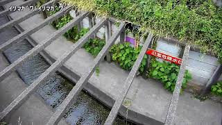 入間川映像監視局