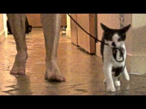 Cat Guide: How to Walk Your Human!