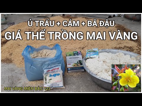 🔴 QBS2176 - COMPOSTING RICE TO GROW YELLOW APRICOT || SUBSTITUTE FOR GROWING YELLOW APRICOT || SO...