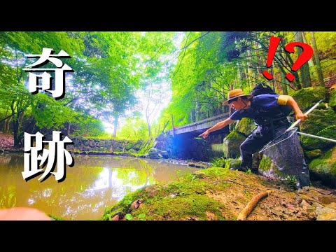 外来種のカエルが南オーストラリア州の生態系を脅かす