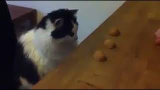 Кота так легко не проведешь