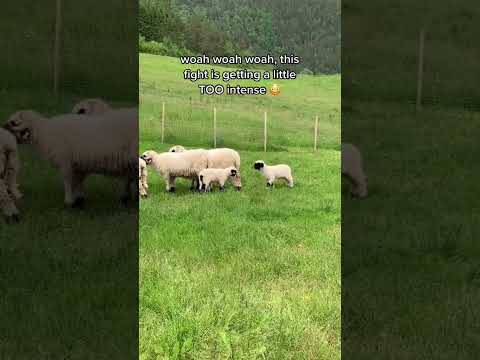 Crazy Lamb Fight! 🐑✨