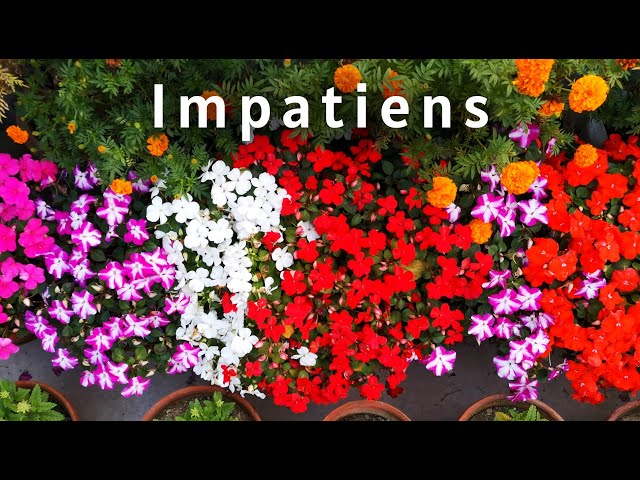 Video Pronunciation of Impatiens in English