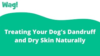 Treating Your Dog