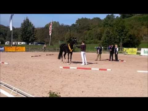 Da Luna piena SB (Desperados FRH x Sandro Hit x Donnerhall): Baden-Würthemberger Landesschau 2013