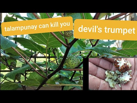 TALAMPUNAY DEVIL'S TRUMPET DANGEROUS AND POISONOUS PLANT