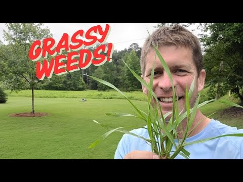 Identify and Kill Grassy Weeds (Without Killing Lawn)