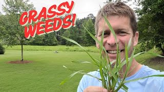 Identify and Kill Grassy Weeds (Without Killing Lawn)