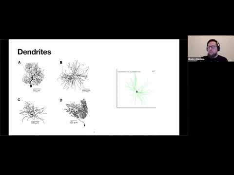 Lecture 3. Neuron physiology and biophysics (Computational Neuroscience Course)