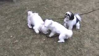 Doggie Playtime With Chester The Lhasa Apso And Friends