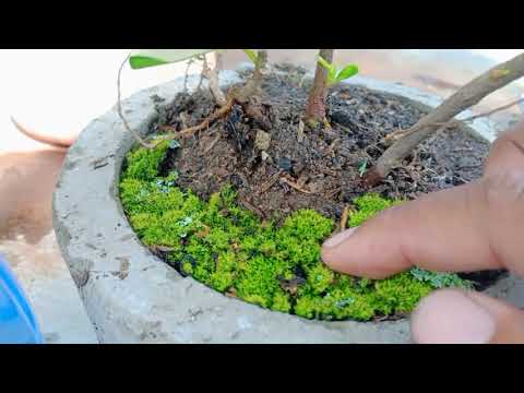 HOW TO PUT MOSS  IN BONSAI TO MAKE GREEN LUSH