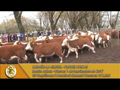 1-09-17 Venta de Vaq. P. Hereford y Angus Grales. P/ entorar - La Gloria - Flores Chicas - B. Juarez