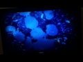 Opening To Jurassic Park 2000 DVD