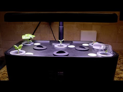 Ahopegarden Smart Hydroponic Indoor Planter 5 Week Update