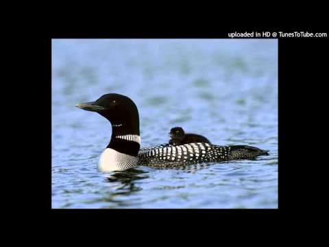 Common Loon Call Ambient Music
