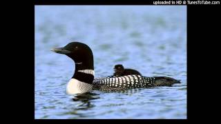 Common Loon Call Ambient Music